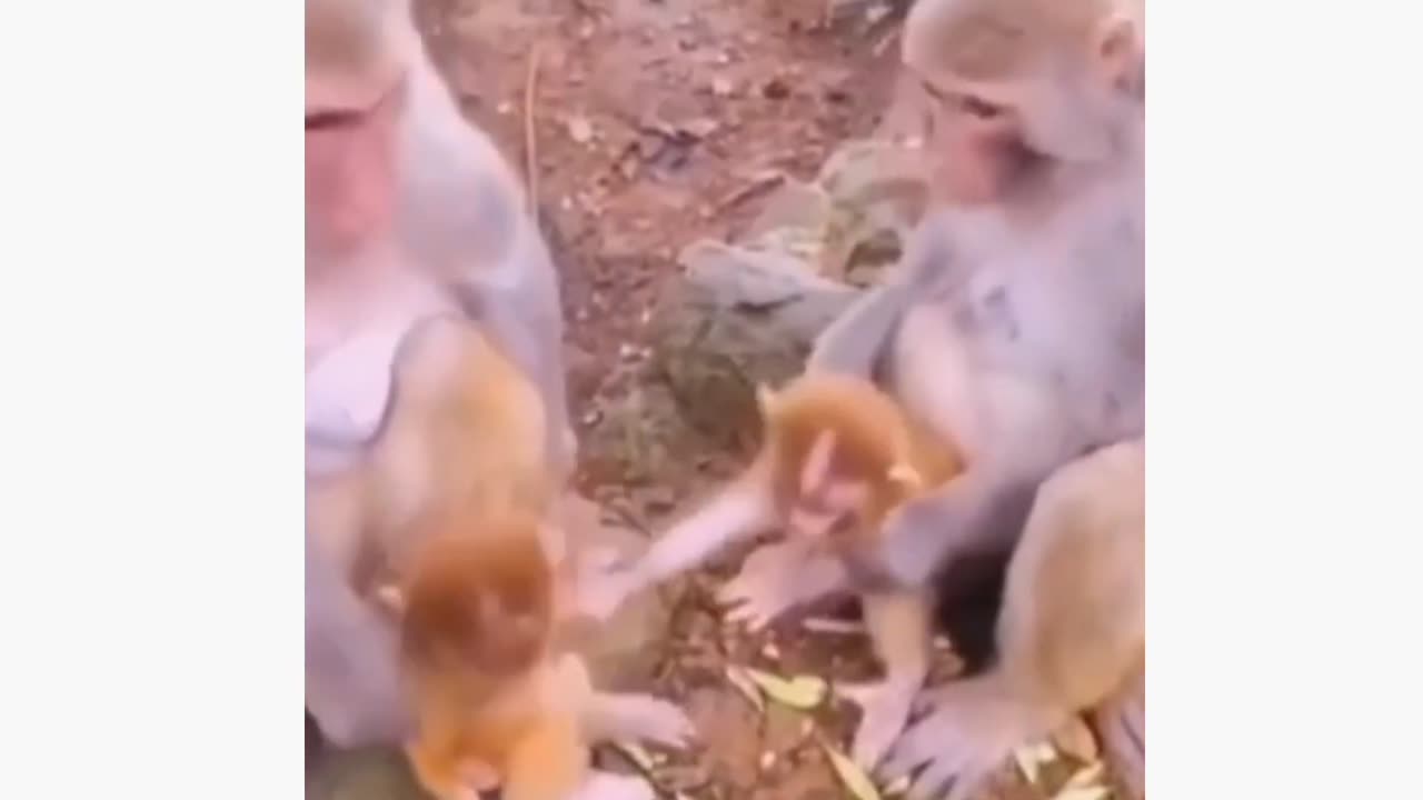 Funny Animal Video!