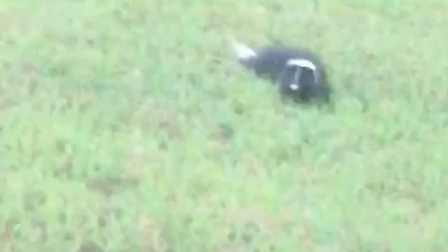 Skunk Spanish closed caption