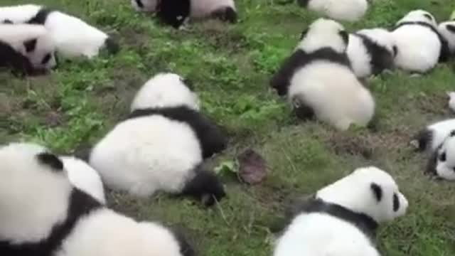 Cute Panda 🐼