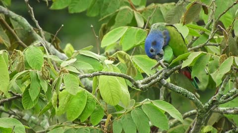 Cute And Funny Parrots