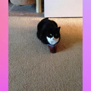 WSFA - SHORT - Gatos cabem em qualquer lugar