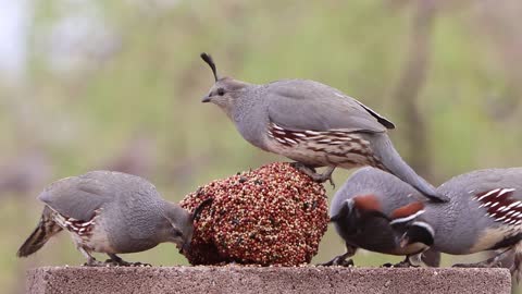 Hungry Hungry Birds