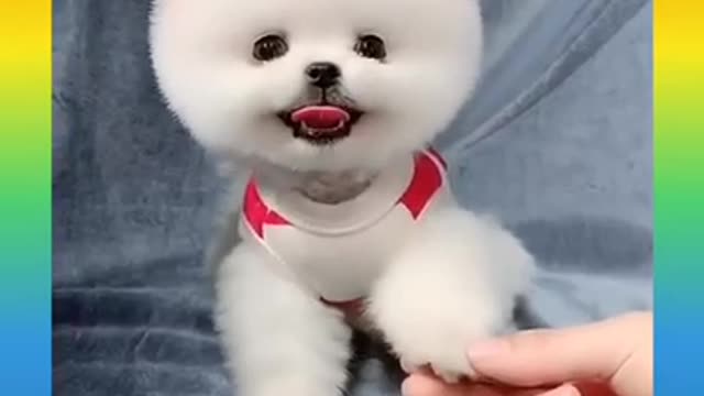 15_Cute and Funny Dog Videos Compilation_