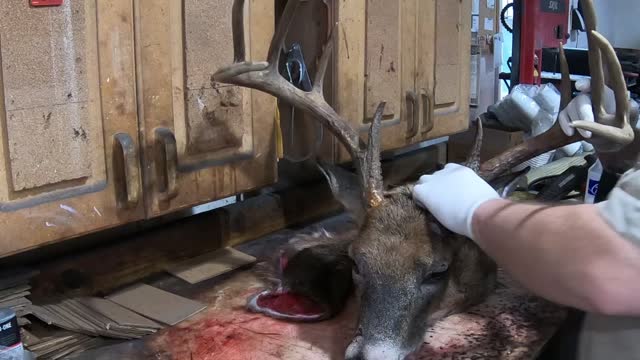 Burr to Burr Antler Removal