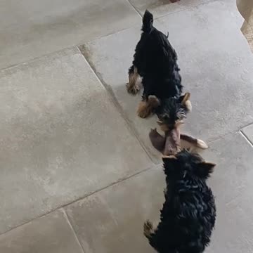 Yorkie Puppies Play Tug of War