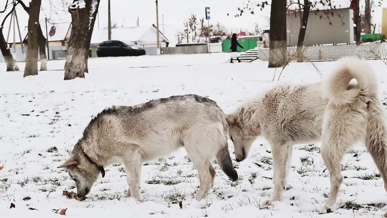 Homeless white dogs on a snowy Street in Winter. Street dogs or homeless dogs