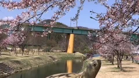 Turtle statues and cherry blossoms. a spring mood