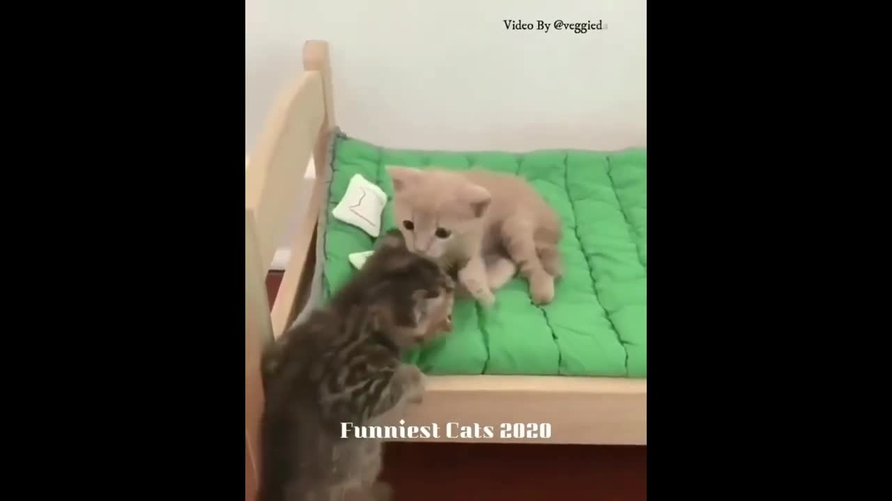 Cats for babies - cute and funny cat videos