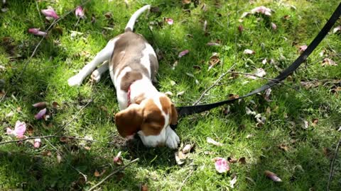 Beagle Puppy chewing on stick