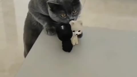 cat playing with toys