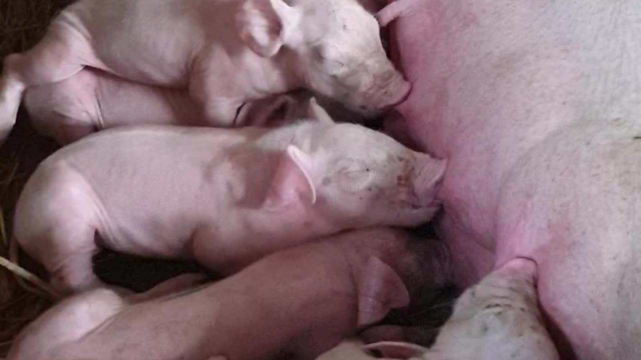 06 #pig #pigs #piggy #pigsofinstagram #piglet #minipig #piggies #oink #petpig