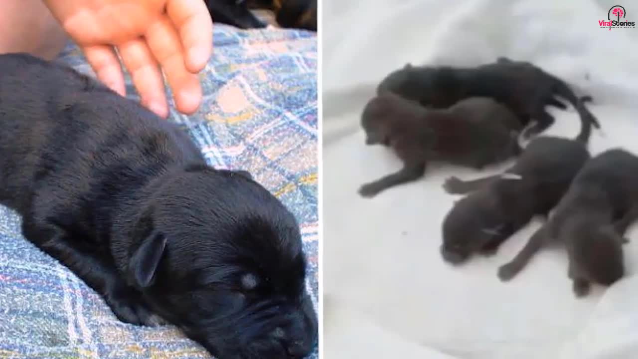 Firefighters Rescue Litter Of Puppies From A Storm Drain To Learn They’re Not Puppies At All