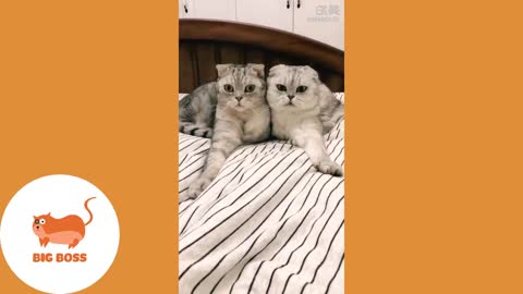 Cute Pets And Funny Combination