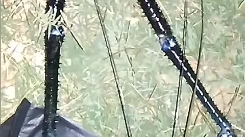fishing gala prawns