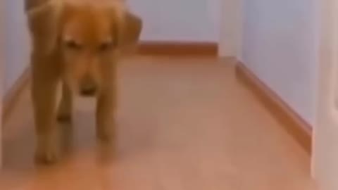 Funny Dog & Remote Control Car