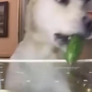 Adorably Cute Kittens & Pups 2021 (11)