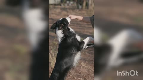 dog playing with his owner in the open air see him having fun