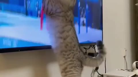 Cat watching TV wants to catch gymnastics man