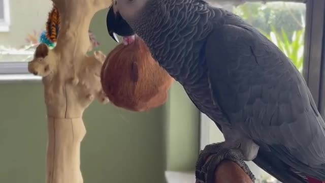 Apollo freaked out after getting the harness on the morning after this,