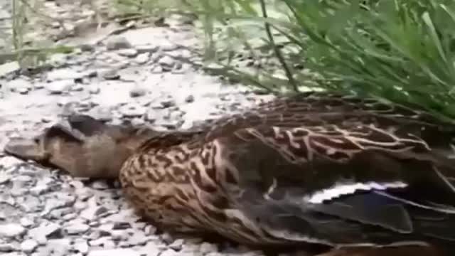 Funny smart duck with dog