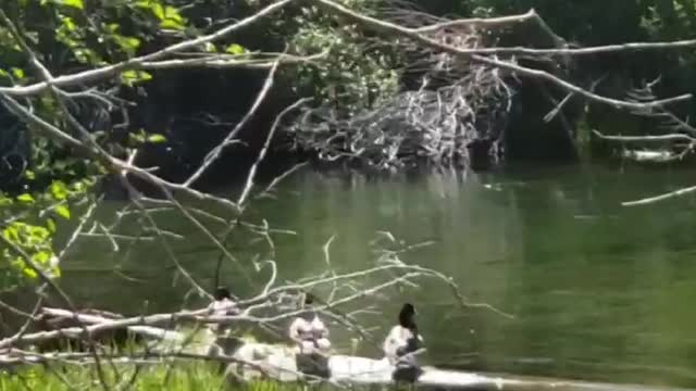 Sunbathing Ducks