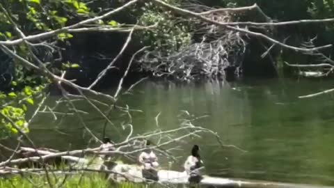 Sunbathing Ducks