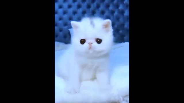 Cute Baby Cats Video - Funny Animals