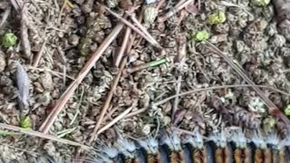 March of the Pine Processionary Caterpillars