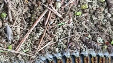 March of the Pine Processionary Caterpillars