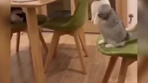 Funny cat Videos # Cat funniest video