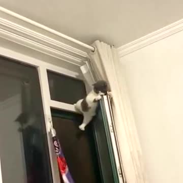 It’s too dangerous to stay there.come down,kitten 🥺