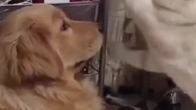 Funny dog 🐶🐶🐶