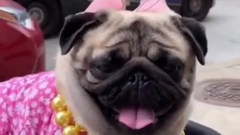 Top funny cute Dog videos