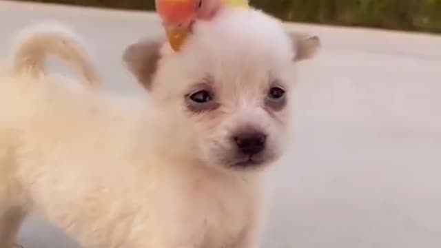 Dog kissing a parrot so lovely there❤️My love cute puppy🥰Cute Dog love😘Omg so lovely