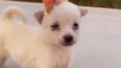 Dog kissing a parrot so lovely there❤️My love cute puppy🥰Cute Dog love😘Omg so lovely