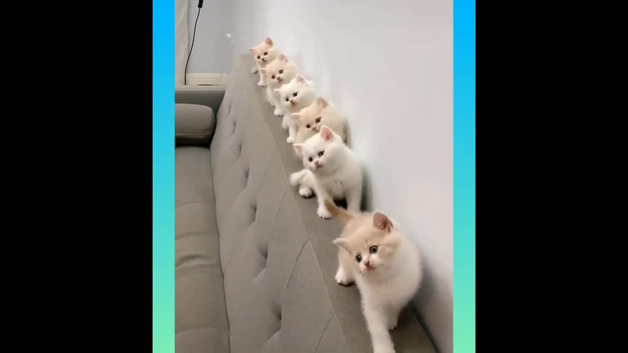 Cute cat kittens beautiful video | Viral video