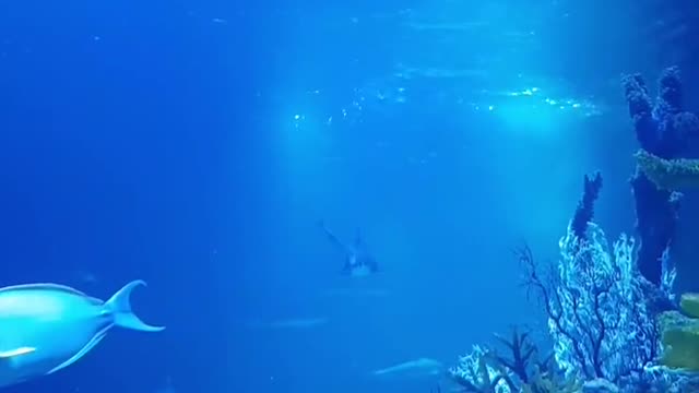 Check out the shark ray restaurant in this video