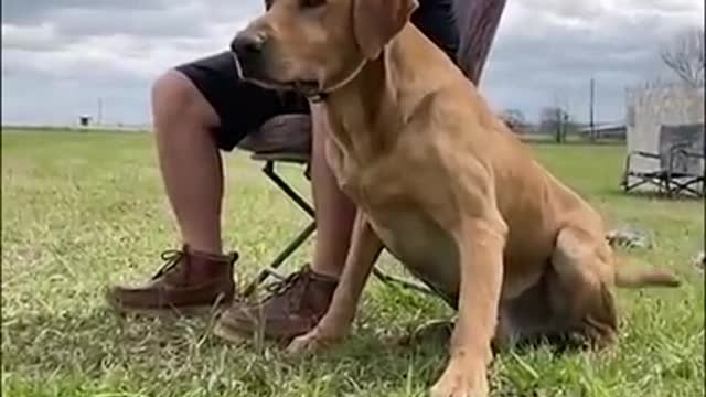 labradog retriever training