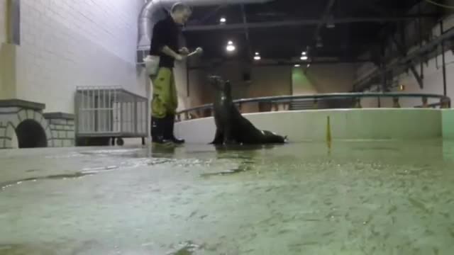 Sea lion amazing video