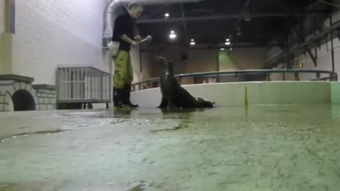 Sea lion amazing video