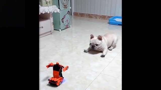 Funny Dog got Scared from Fake Robot Car | Dog got Scared Funny video.
