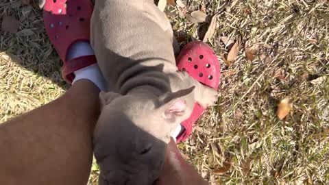 What Breeders Don’t Tell You