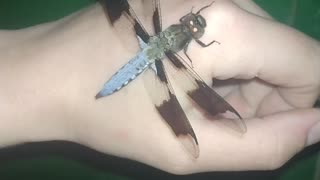 Little Dragonfly Came To Visit Me