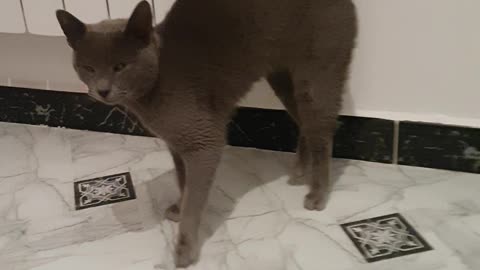 Le chat de la maison