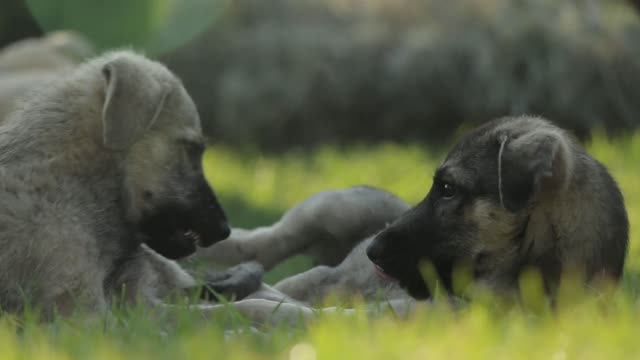 Dogs Playing