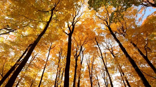 Video about autumn, relax music, 5 minutes and you sleep