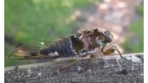 zombie bugs located in west virginia are dead but controlled by a fungus