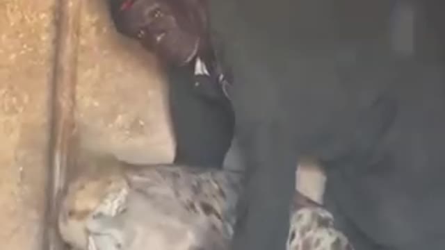 Man Who Lives With Wild Hyena’s