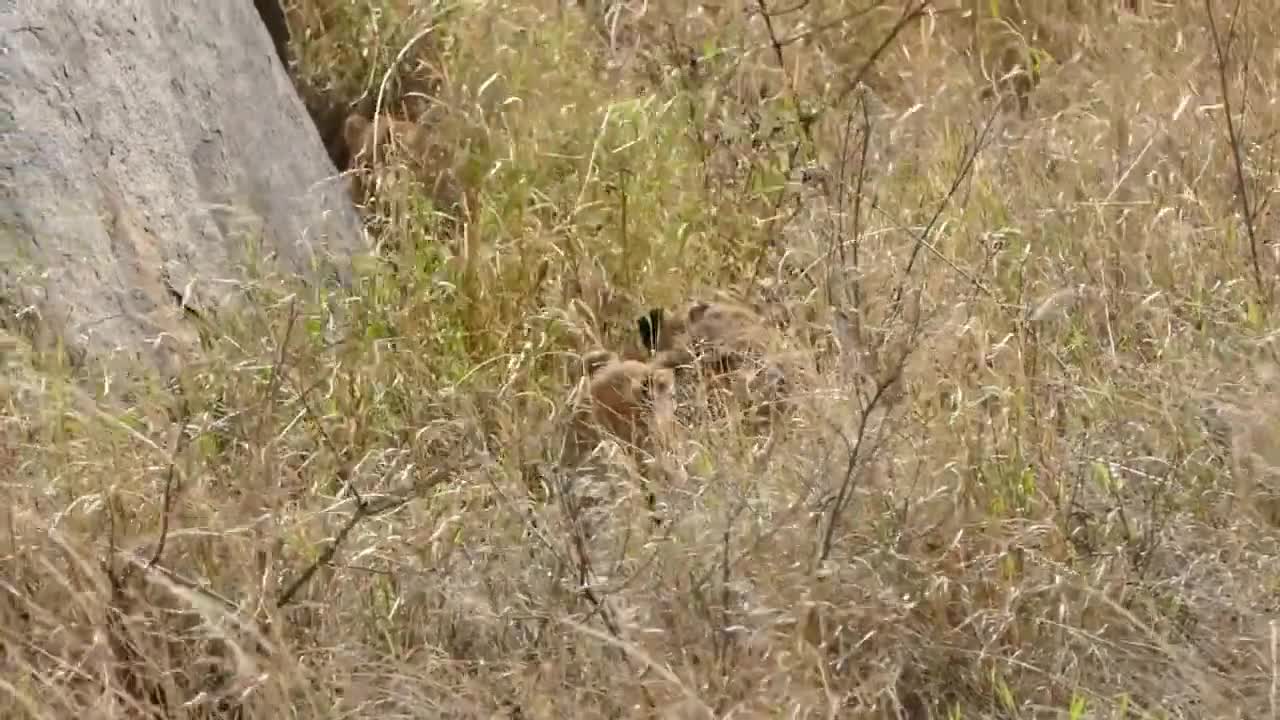 Lioness with 6 cute young cubs