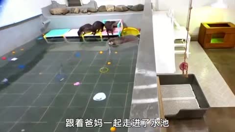 cute baby otter